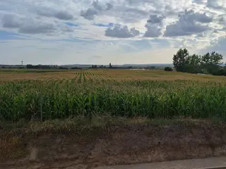 Campo de maíz. 