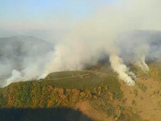 El oso pardo y el urogallo sufren un duro golpe por la afección de los incendios a su hábitat