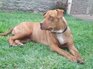 Pit bull terrier