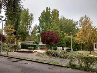Tala de árboles en La Aldehuela