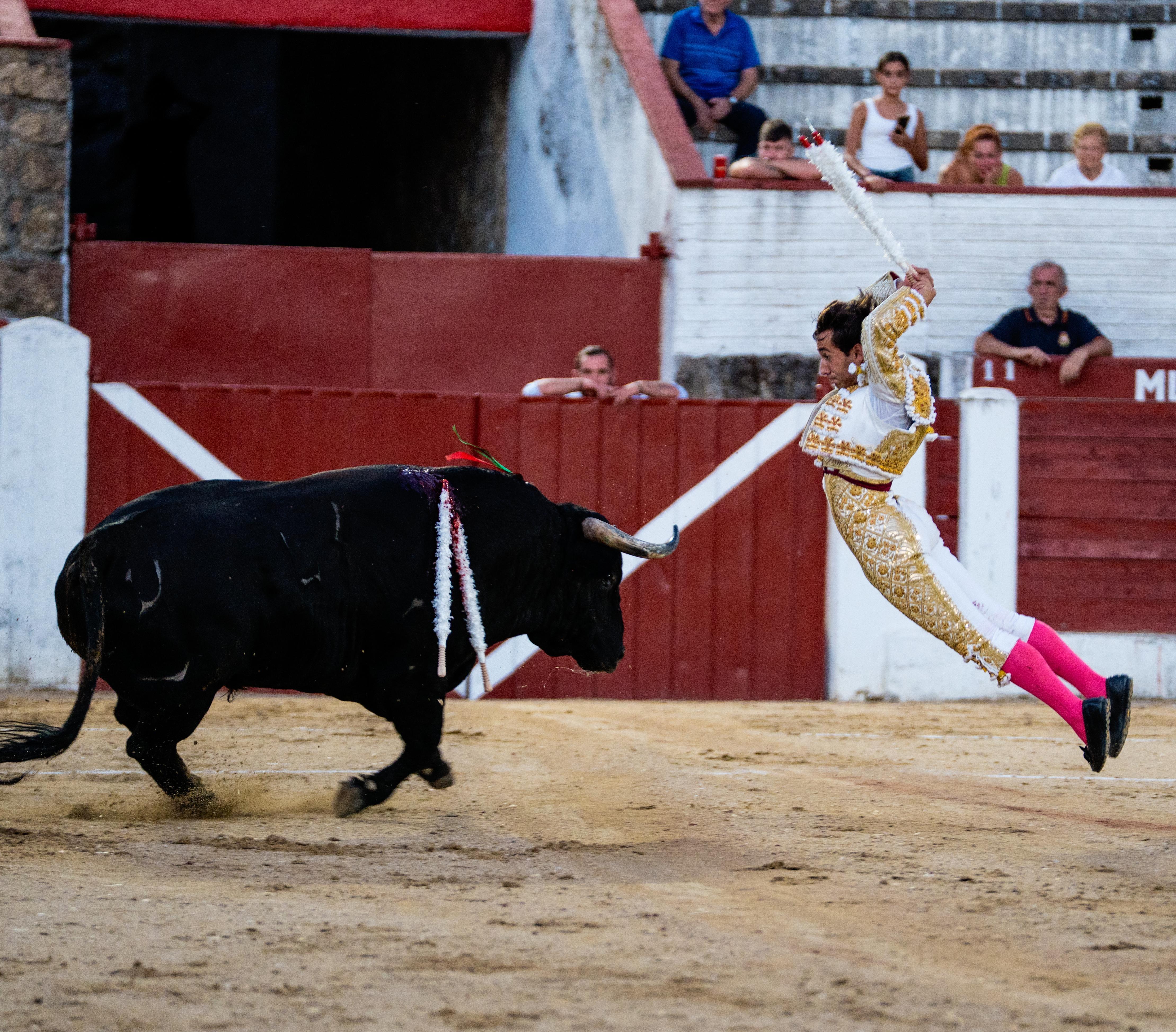 Ismael Mart&iacute;n Poniendo Un Par De Banderillas a Un Toro De Castillejo De Huebra En La Plaza De Arenas De San Pedro | Foto &Aacute;lvarez