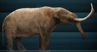 Reconstrucción de un Mastodonte | Foto wikipedia