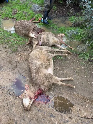 GALERÍA | Ataque de lobo en la explotación ganadera de Topas