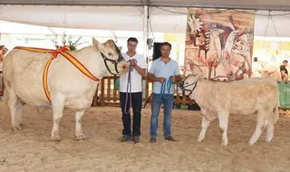 Borugogne y Golondrina ganan el concurso nacional de la raza charolesa