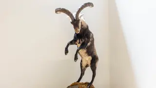 Cabra montés disecada que formará parte del futuro Espacio Expositivo Permanente de su Patrimonio Cultural | Comunicación Universidad de Salamanca
