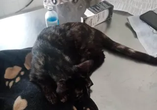 Gatitos La Zarza (2)