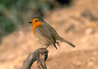 Petirrojo europeo | SEO/BirdLife