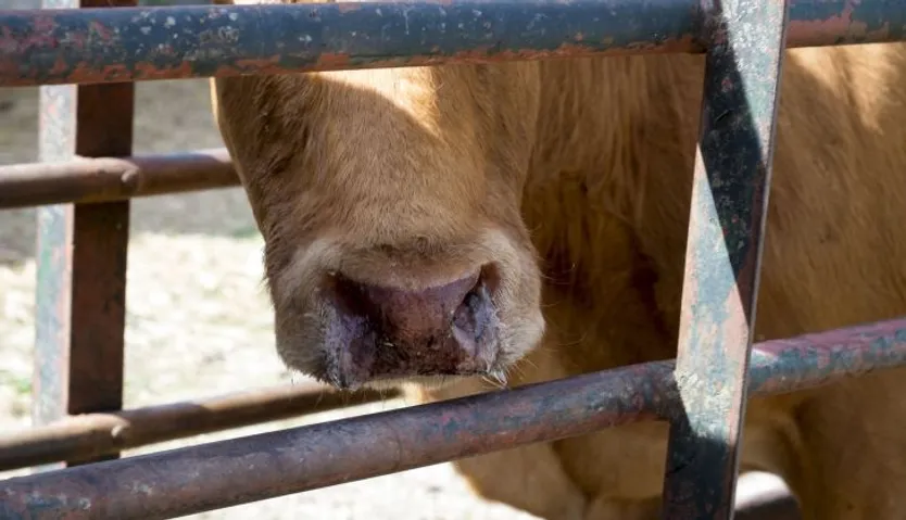 Un veterinario inyecta medicamentos a una vaca infectada de Ehe en una finca de la comarca de ledesma. Foto Jesús Formigo ICAL (2)