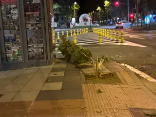 Arrancan un árbol en el paseo de Torres Villarroel en un acto vandálico