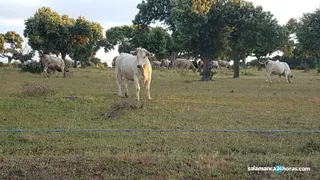 Vacuno de carne (2)