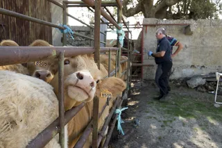 Un veterinario inyecta medicamentos a una vaca infectada de Ehe en una finca de la comarca de ledesma. Foto Jesús Formigo ICAL (5)