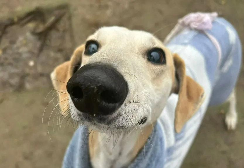 Galgos de la protectora Siempre Fiel