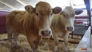 La Consejería de Agricultura destina ayudas para impulsar y conservar las razas autóctonas