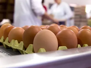 Huevos. EP