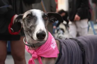 Mercadillo solidario a favor de Siempre Fiel