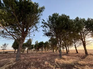 Pinar de Gansinos en La Velles | Salamanca24horas