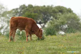 Vacuno carne abril vitigudino (2)