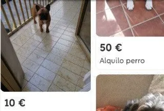 Alquilo perro