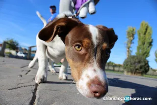 Perro