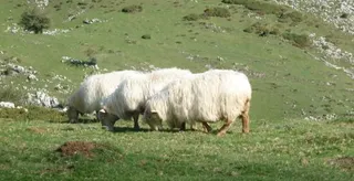 Ovino
