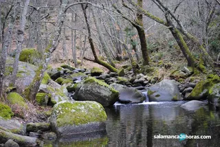Bosque Rio Francia Natural Paisaje (Copy)