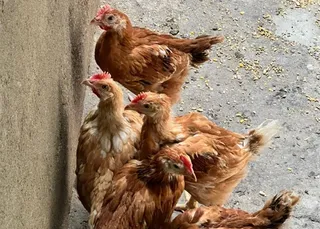 Pollos de corral | Imagen Verónica Tapia