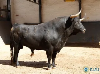 Toros de Alcurrucén para Juan del Álamo en Las Ventas