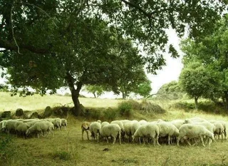 España ha perdido cinco millones de ovejas en los últimos cinco años