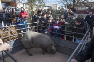Matanza Típica de Guijuelo. ICAL
