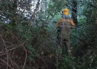 Un incendio por pelusas de chopo moviliza a los bomberos en Alba de Tormes