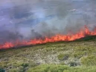 Incendios forestales