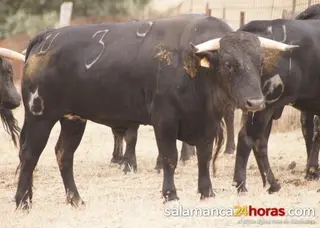 Guijuelo: toros de Pilar Población