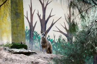 Un lobo del Zoo de Guadalajara, que continúa sus labores de mantenimiento y cuidado de sus animales con total normalidad a pesar de estar cerrado al público durante el Estado de Alarma decretado por