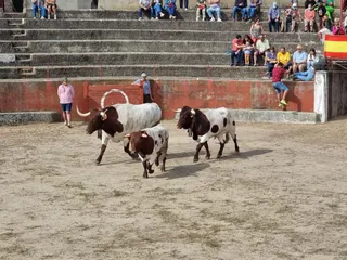 Primer encierro en Pereña de la Ribera, novillos de Valrubio. Fotos S24H (1)