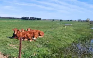 Vacas limusinas al sol. Foto SALAMANCA24HORAS