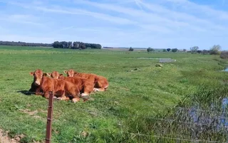 Vacas limusinas al sol. Foto SALAMANCA24HORAS