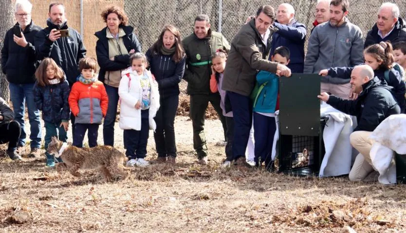 Suelta de linces ibéricos en Palencia