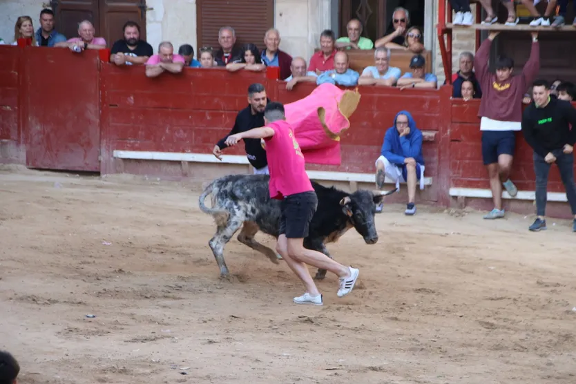 Suelta de una vaquilla tras el primer encierro en Aldeadávila