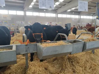 Salón del vacuno en el recinto ferial de la Diputación (11)