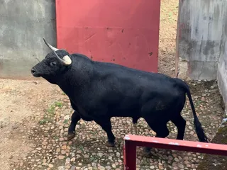 Segundo toro del Puerto de San Lorenzo para Emilio de Justo. Foto SS24H
