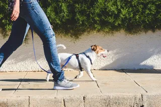 Gente paseando perro. Foto Infosalus