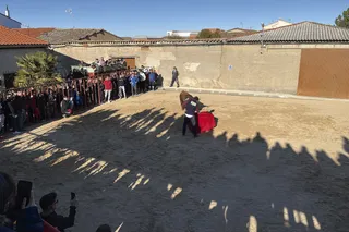 Toro de San Blas de Babilafuente