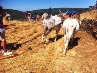 Jornadas de trilla en Monsagro. Foto Ayuntamiento de Monsagro