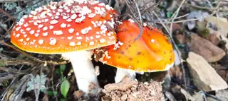 amanita muscaria
