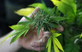 Marihuana. Foto Infosalus