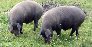 Cerdos ibéricos. Foto de archivo