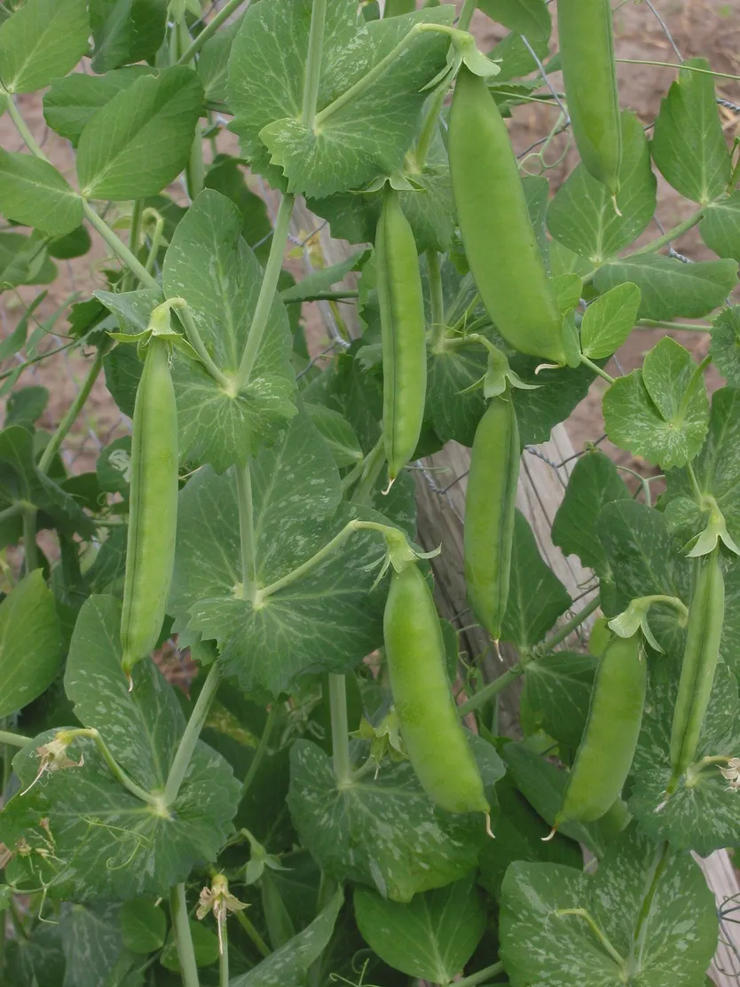 guisante Pisum sativum