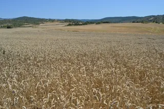 Campo de trigo