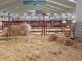 Terneros en el recinto ferial 