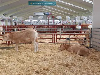 Terneros en el recinto ferial 